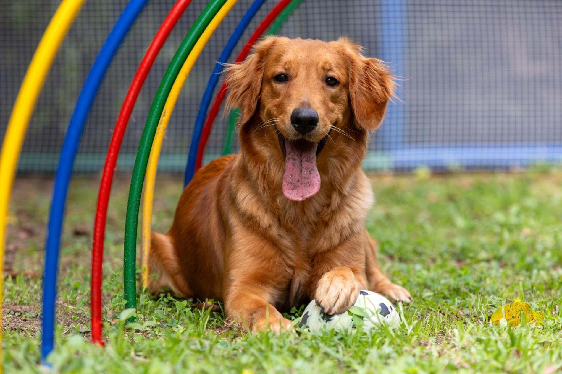 Hotel Dann Carlton Belfort Medellín Exterior foto Golden Retriever