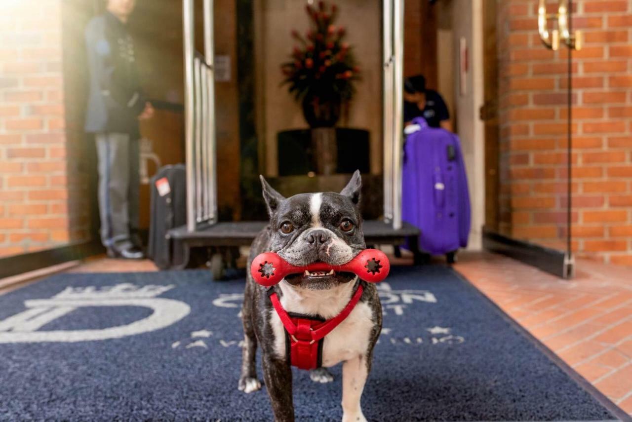 Hotel Dann Carlton Belfort Medellín Exterior foto Boston Terrier at the entrance of the hotel